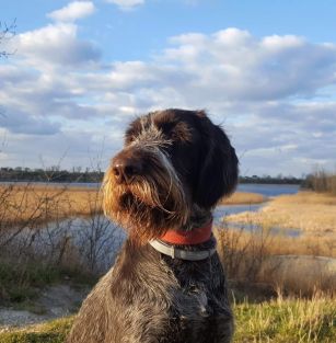 z Zielonej Ulicy (FCI)