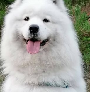 Zagroda Puchatych Przyjaciół ZKwP/ FCI 