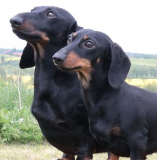 Zagubione Marzenia (FCI)