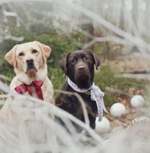 Ze Śląskiej Hołdy FCI