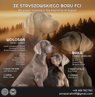 ze Stryszowskiego Boru FCI