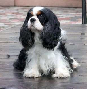 Ze Szlachetnego Rodu