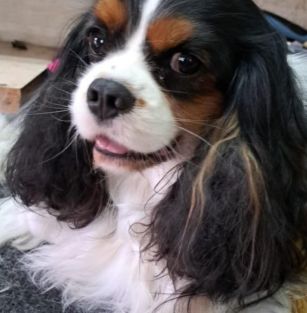 ze Szlachetnego Rodu fci 