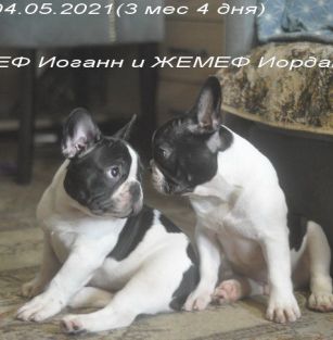 Жемеф