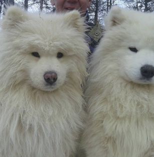 Зигес Бевуст