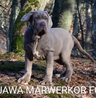 Zjawa Marwerkor