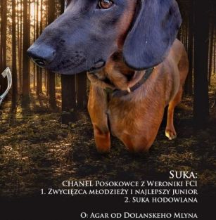 Znad Strugi Gołanieckiej