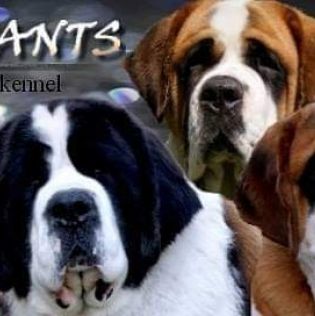 Alsani Giants 