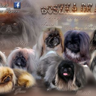 Boszka de Luxe Pekingi Palotakutya Kennel