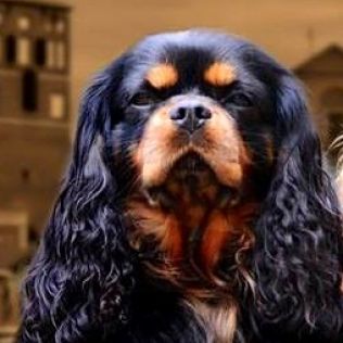 Bursztynek Chojnicki FCI