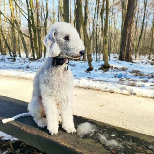 Canimagus Valley (FCI)