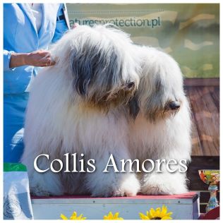 Collis Amores