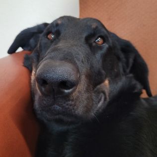 de la Brigade Infernale