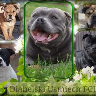 Diabelski Usmiech FCI