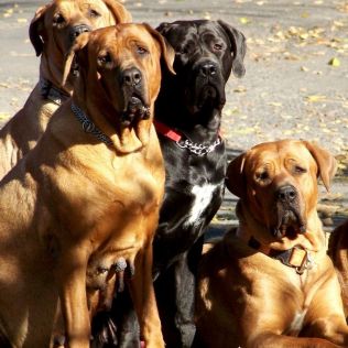 Diamant severu kennel