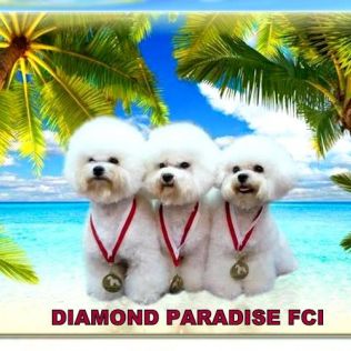 Diamond Paradise FCI 