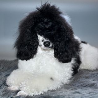 Divinity From Blue Moon FCI