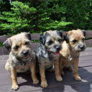 Dziekanowska Polana FCI