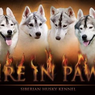 FIRE IN PAWS ( FCI )
