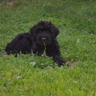 Flower of the Universe