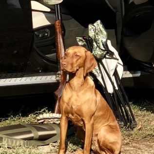 Golden Hunter’s Dream 