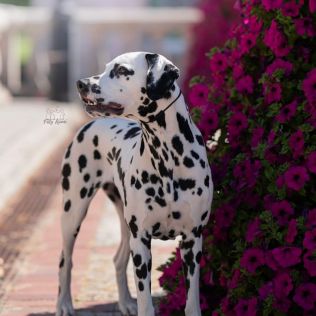 Happy Dogs of Secret Garden 
