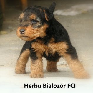 Herbu Białozór FCI