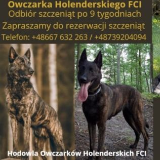 Hodowla Owczarków Holenderskich FCI Maria Wójtowicz 