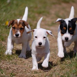 Hodowla Półdiable /FCI