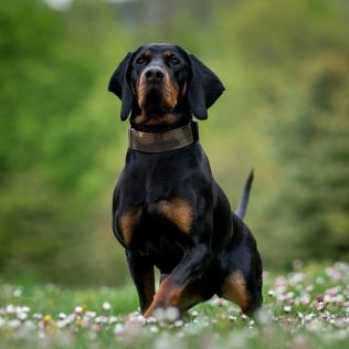 Hodowla Psów Rasowych FCI Goniąc Tęczę