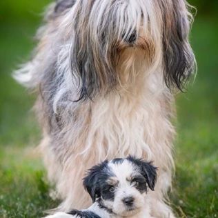 Hodowla Tybetański Terier FCI 