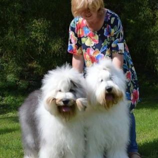 Kudłaty Tramp (FCI)