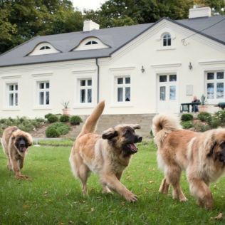 LEONBERGERS FROM DURAKIEWICZ
