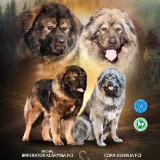 LEŚNY NIEDŹWIEDŹ FCI