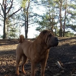 Molosy Dobrońskie FCI 