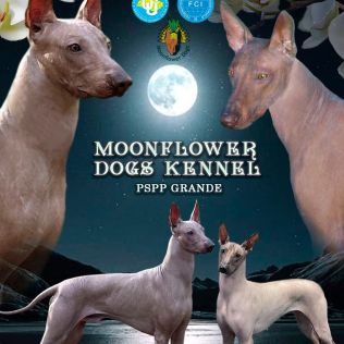 Moonflower dogs