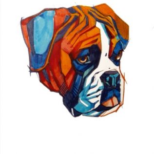 More than a Boxer FCI 