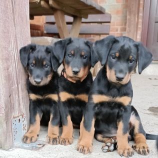 Noir Sans Peur (FCI)