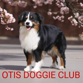 OTIS DOGGIE CLUB 