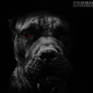 Perro Adorable 