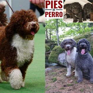 Pies De Perro (FCI)