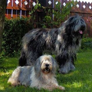 Polskie Kudłacze FCI