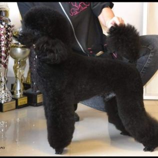 Reproduktor Real Emerald Black Dignity