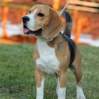 Spotted Puppies (FCI)