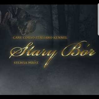 Stary Bór FCI 