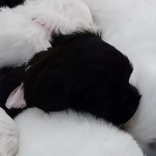 Steindl Puppies FCI