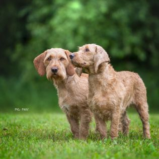 Van Dog Polonica FCI