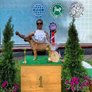 Wild Red Guardian FCI