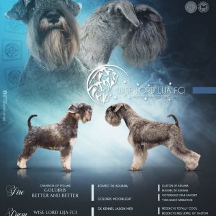 Wise Lord Lija FCI 