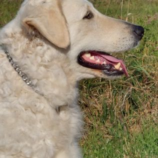 Yuki znad Narwianskich Mokradeł